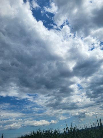 sunki verta, Mengeško polje