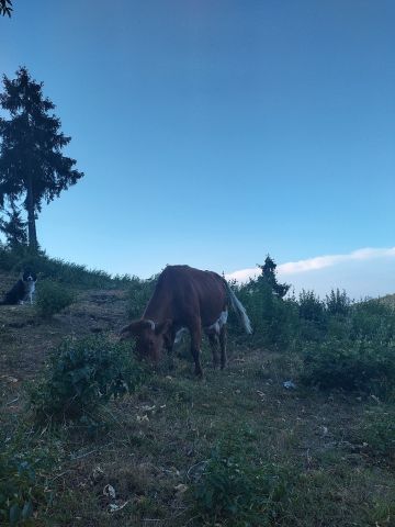 jutro po dežju pod Kamniskim vrhom